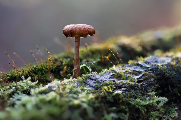 IMG_0303 Пожилой грибок в  хороводе молоденьких цветков кукушкиного льна