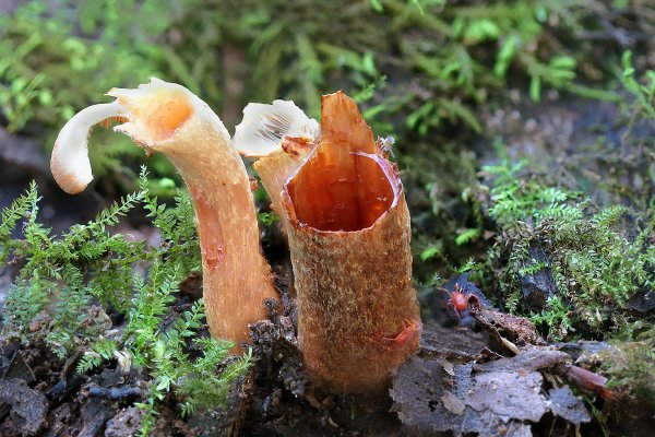 IMG_0444 Сгрызли под самый корешок