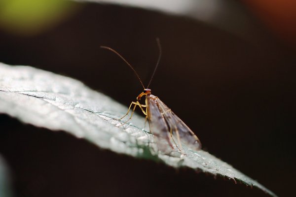 IMG_0577-1 Скорпионница - девочка