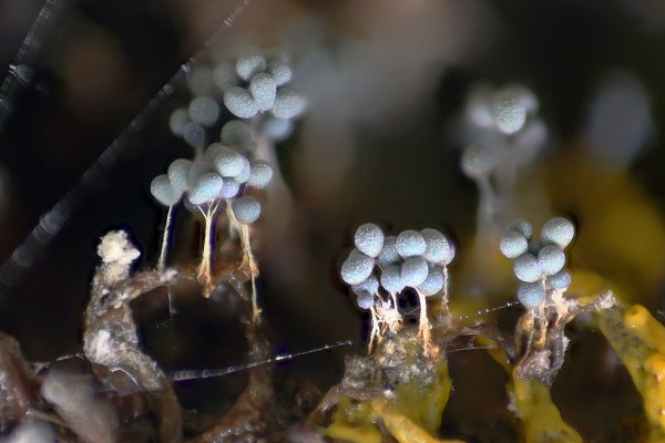 IMG_0700 Хор мальчиков - миксиков