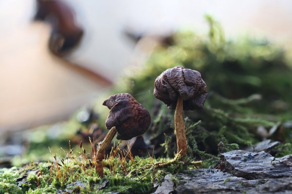 IMG_0850 Это далеко не сморчек ,это рукоделие недельного колмыцкого суховея