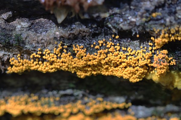 IMG_0864 Миксовые планации