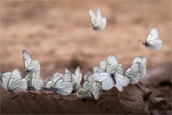 О вкусах не спорят