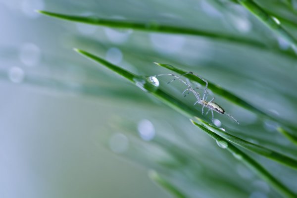 Шаги по утренней свежести