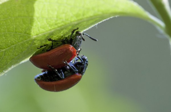 Девушка, девушка! Как Вас зовут?