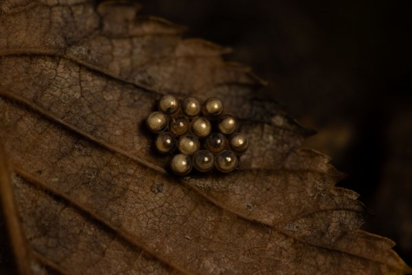 Чьё-то потомство на краю листа