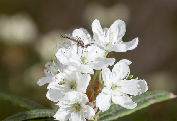 Комариная трагедия