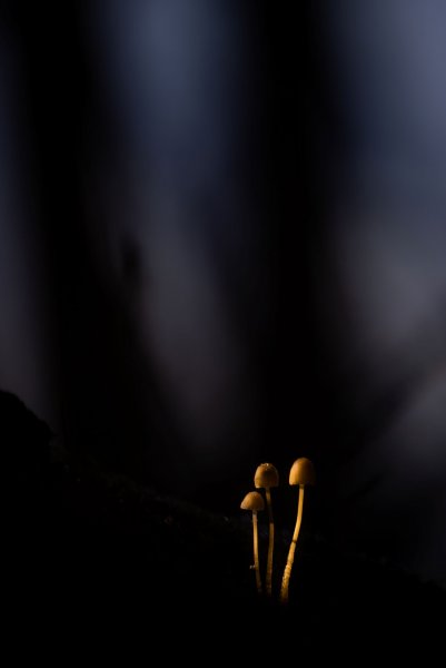 Темные времена