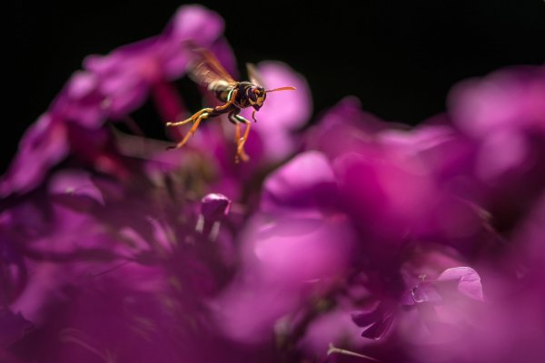 Поле нектара