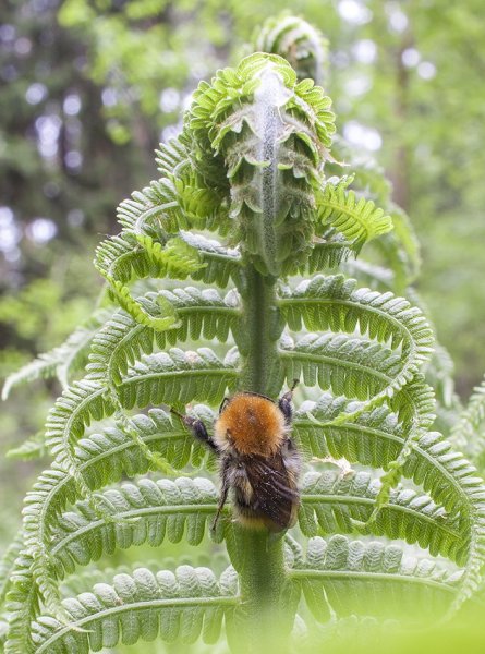 В объятиях папоротника