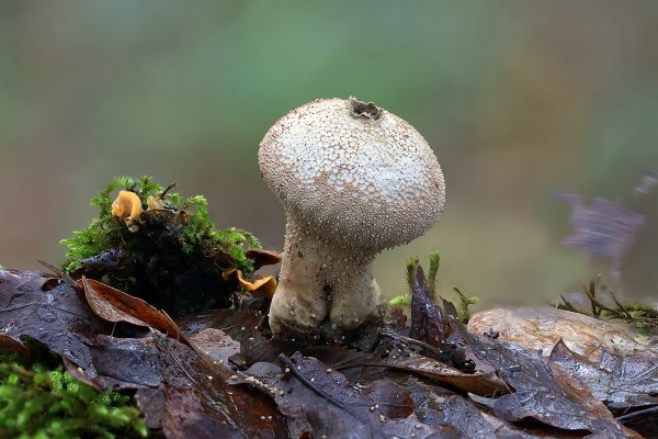 IMG_2110 Дождевик вполне взрослый уже