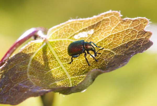 Перфоратор