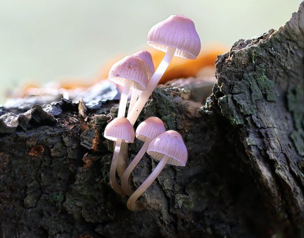 IMG_2191 Розовые фламинго - дети заката