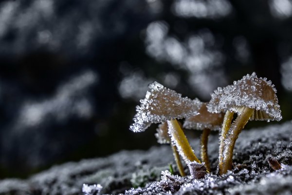 Первые заморозки...