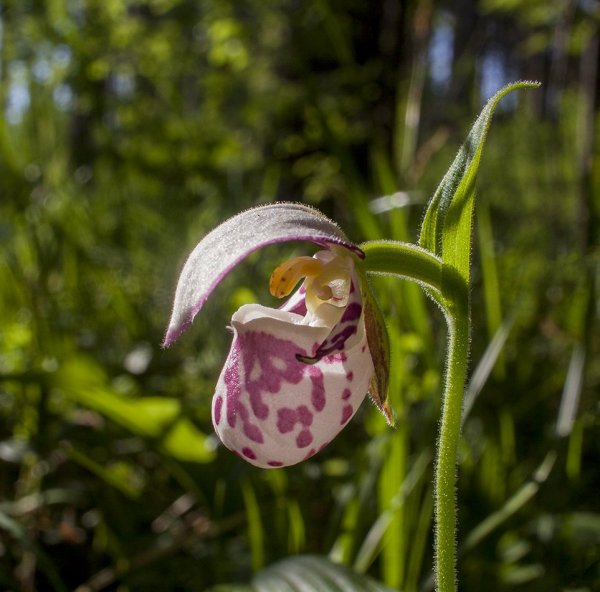 Водитель микролитражки