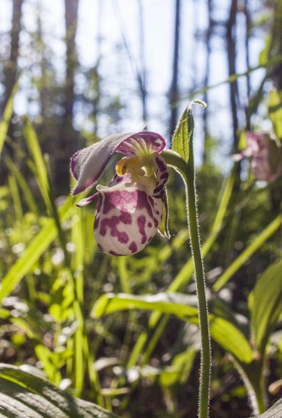 А вот башмачки - не желаете ли?