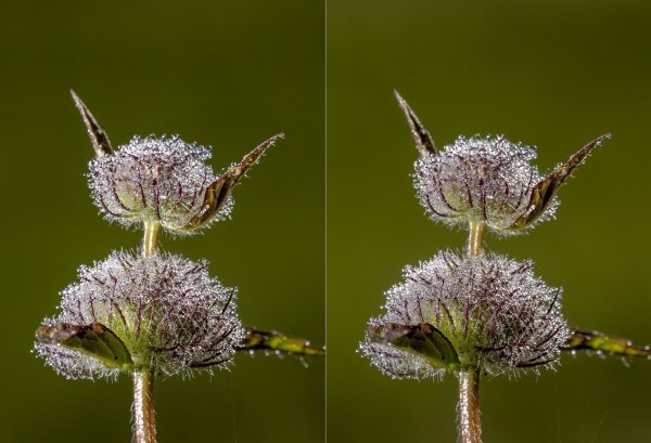 Корона из бриллиантов