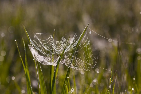 Крокодил не ловится ...