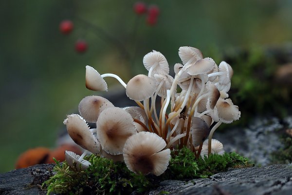 IMG_2662 Мицена Mycena inclinata. Небольшая, но очень густонаселенная коммунальная квартира