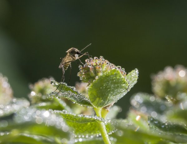 Комар на цыпочках ...