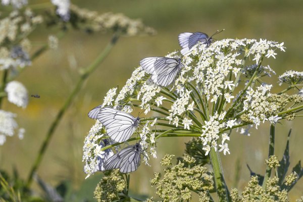 Бригадный подряд
