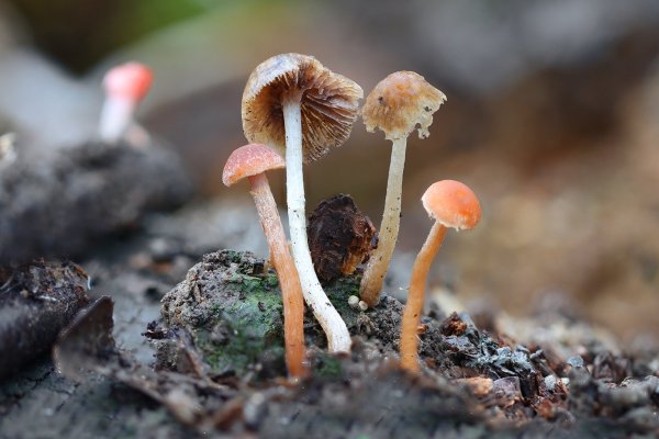 IMG_2959  Дети разных народов