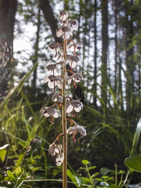 Грушанка и паучок