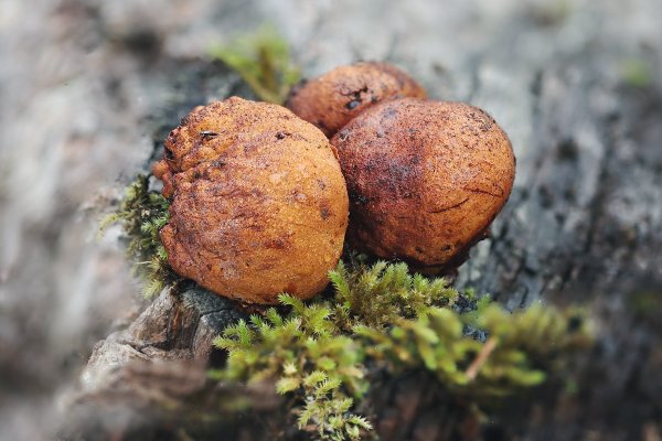 IMG_3292 Если Вы подумали что это румяные пончики, то вы ошиблись. И это не грецкие орехи. Это трюфели! Правда  оленьи.