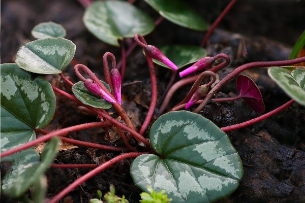 IMG_3399 Цикломен кавказский