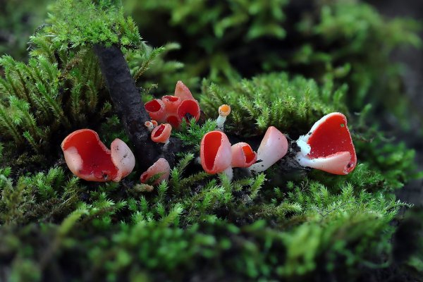 IMG_3737 Саркосцифа австрийская