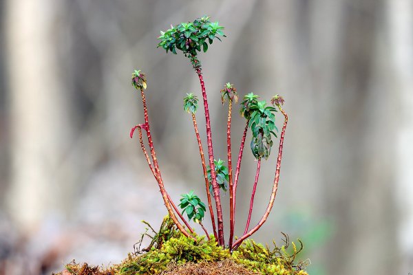 IMG_3757 "Пальма" местного разлива