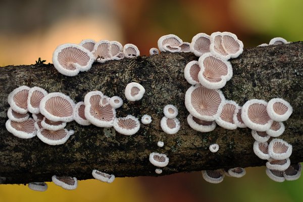 IMG_4004 Совсем юнные щелолистники.Размер самого крупного около одного см