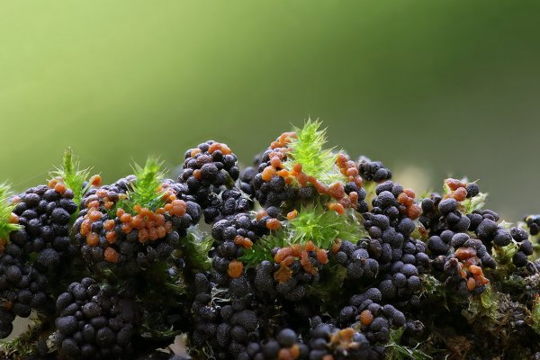 IMG_4040 Миксы себе клумбочку организовали на кусту мха