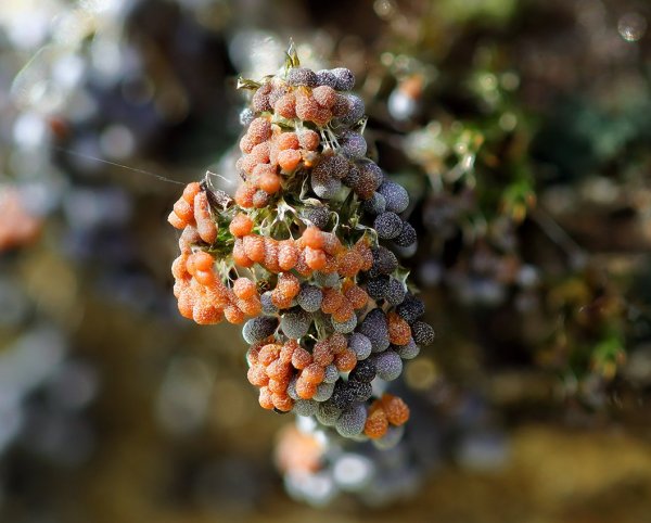 IMG_4334 А кому изюм на кисти, разноцветный, свежий, этого года