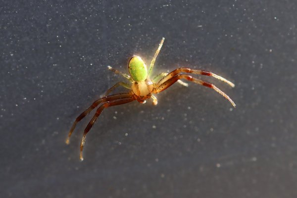 IMG_4369 Маленький залетный паучек