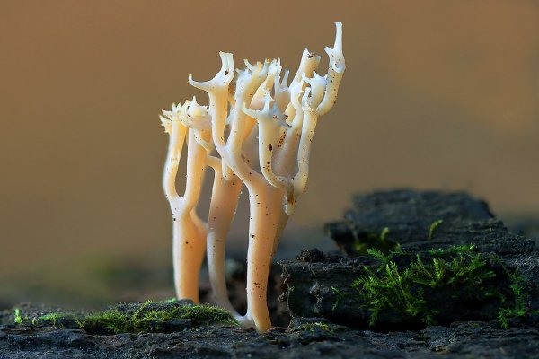 IMG_4700 Преседатель - "Ставлю на голосование. Кто за, кто против - поднимайте руки . Единогласно. Спасибо, все свободны!"