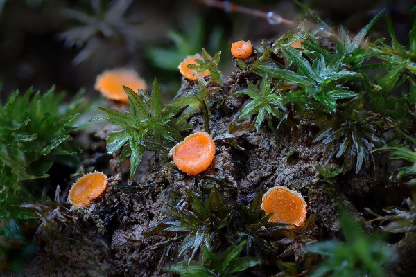 IMG_5404 Скутеллиния блюдцевидная