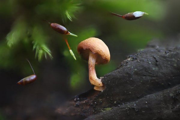 IMG_5500  Малюсенький, но уже подвяленный грибок