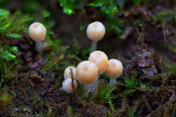 IMG_5707 Стайка молодых бесшабашных "навознят""