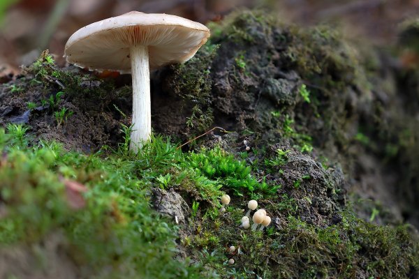 IMG_5800 Молоденикие навозники под присмотром многопытного пастуха