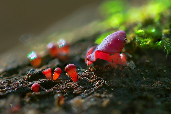 IMG_5929B Мелинькие грибочки -малыши 3-4 мм