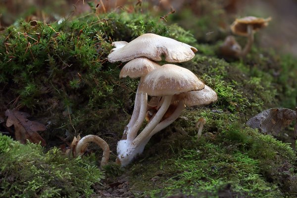 IMG_5939 На удивление целые, не погрызанные слизнями