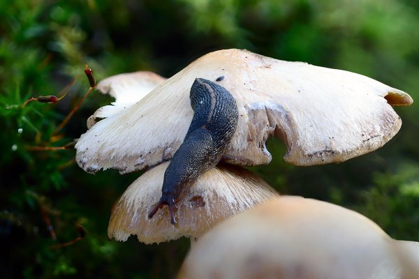 IMG_6363 Слизень черный limax cinereoniger. На безрыбье и слизняк - зверушка. Других не наблюдается. Меленькие комарики летают, "по три рубля, но ОООчень мелкие"