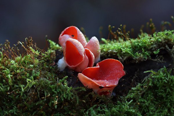 IMG_6535 Саркосцифа австрийская растет буйно и кучно