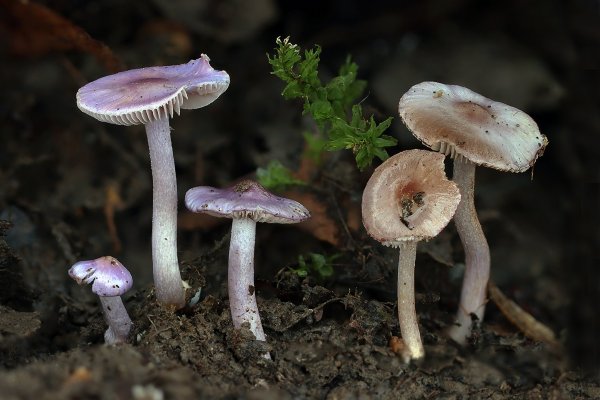 IMG_6707 Синенькие грибы, так и росли рядочком  под  стволом упавшего дуба