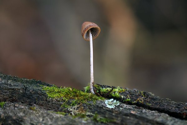 IMG_6757 Мама или бабушка связала к зиме красивую  теплую шапку