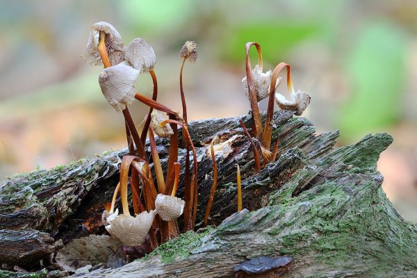 IMG_6949 Финита ля комедия! Конец макрушного сезона 2025 года