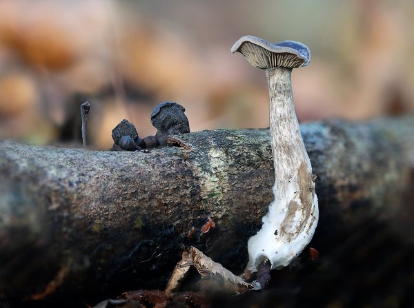 IMG_6969 И откуда он такой красивый взялся, вчера его вроде здесь не стояло. "Да местный я, местный! Я просто за ночь хорошо подрос!