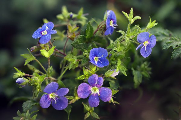 IMG_7177 Вероника дубравная veronica chamaedrys Маленький Осенне-весенний букетик прекрасным Макрушницам нашего клуба от Природы солнечной Адыгеи!