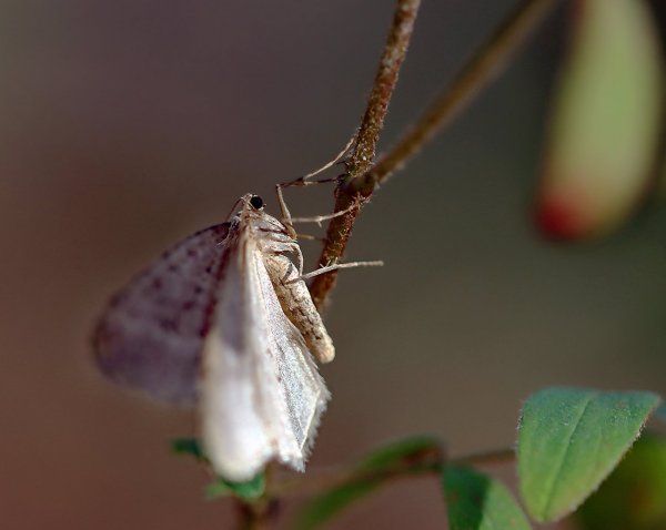 IMG_7183 Мотылек - редкий для последних дней осени объект съемки